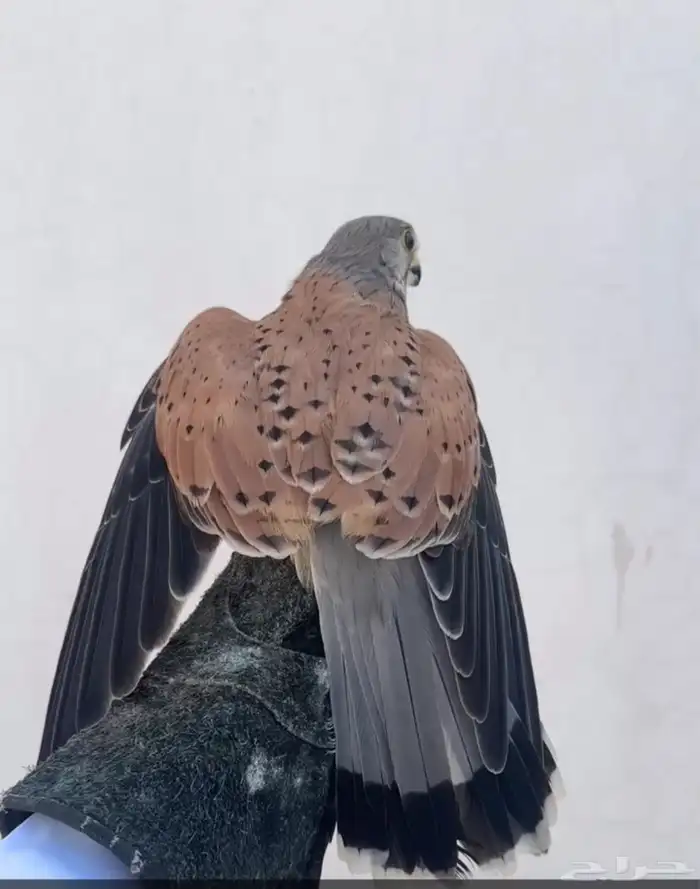 للبيع شبوط 1