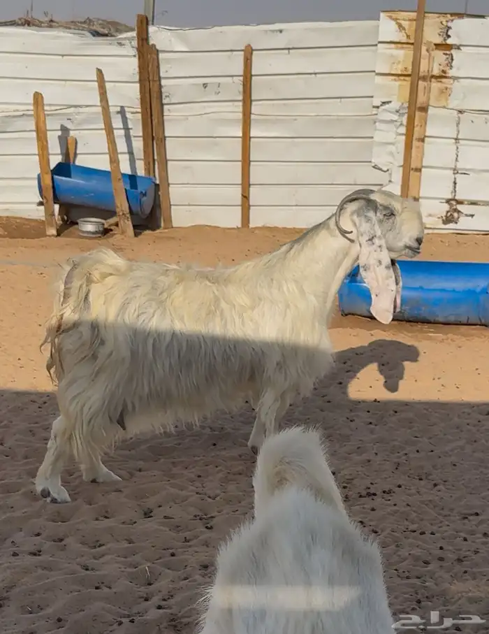 عنز مطوره 1
