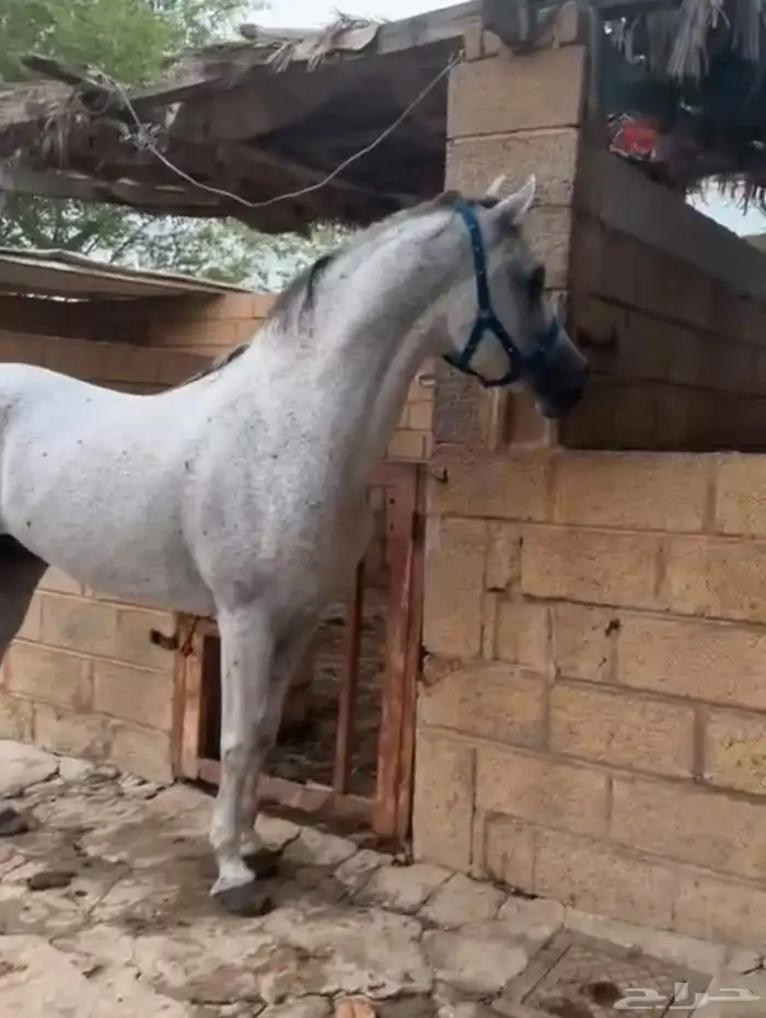 حصان فخم طرب حار 1