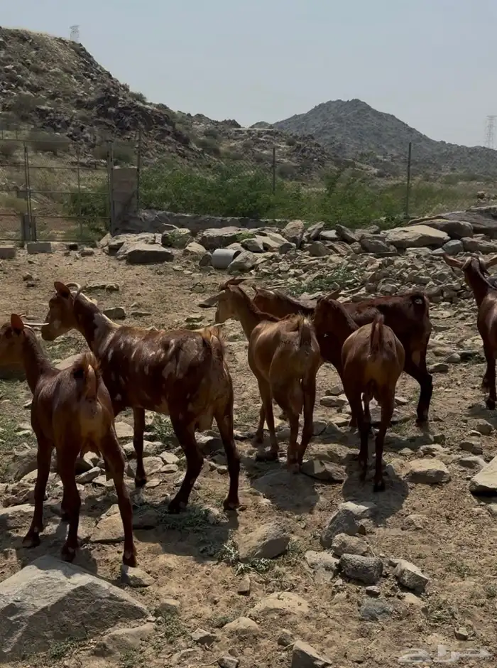 جفار او عنقان معزا دهم 20 2