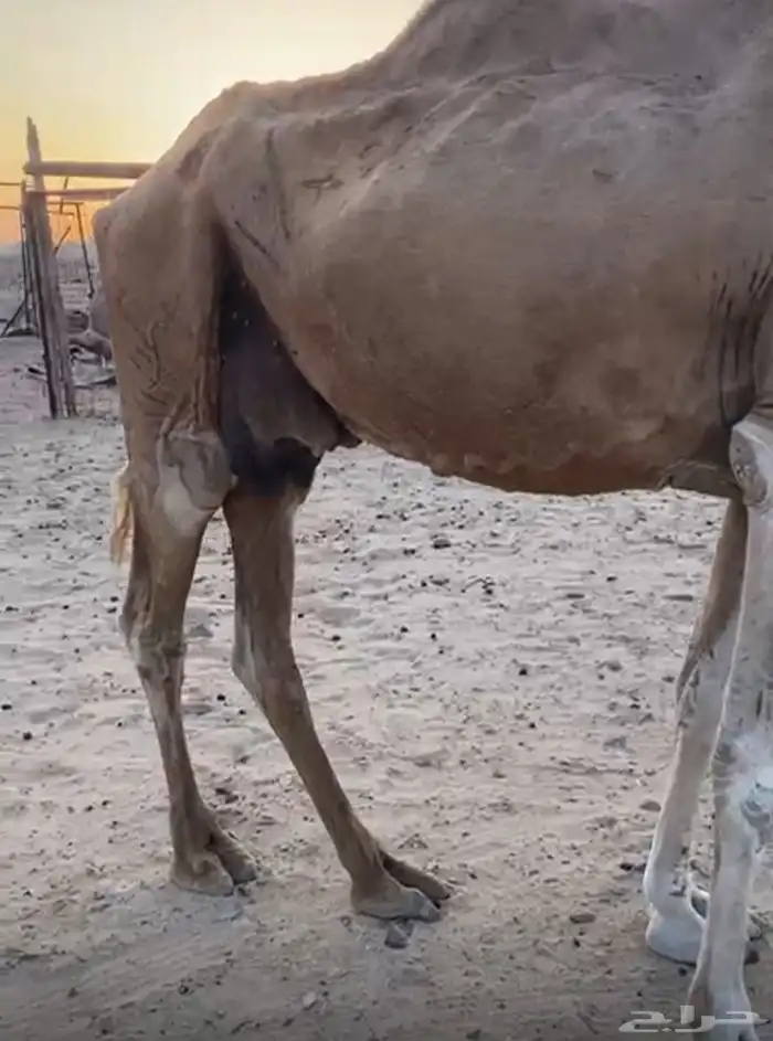 ناقة باكستانية عشرا 1
