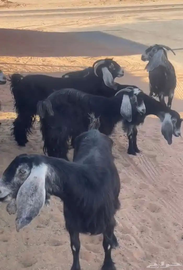 للبيع معزا رغايث 1