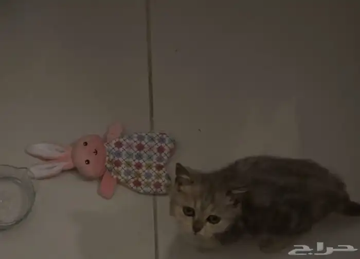 سكوتش ستريت 1