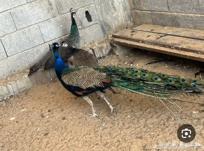 اجواز طواويس مع انتاجها 1
