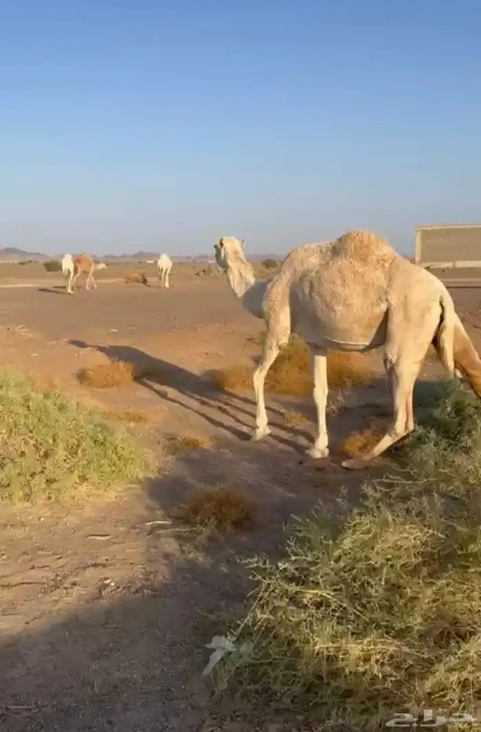 ناقتين لقحات حمرا شماليه وضحا ابضا  شماليه مشروطات 5