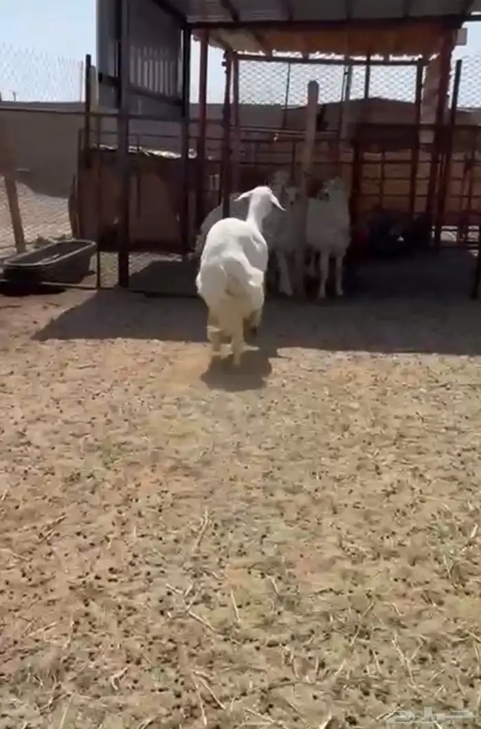 شاه ثنيه حايل للبيع 2