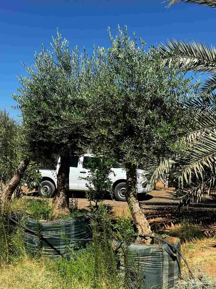 نخيل واشنطنيا للبيع 18