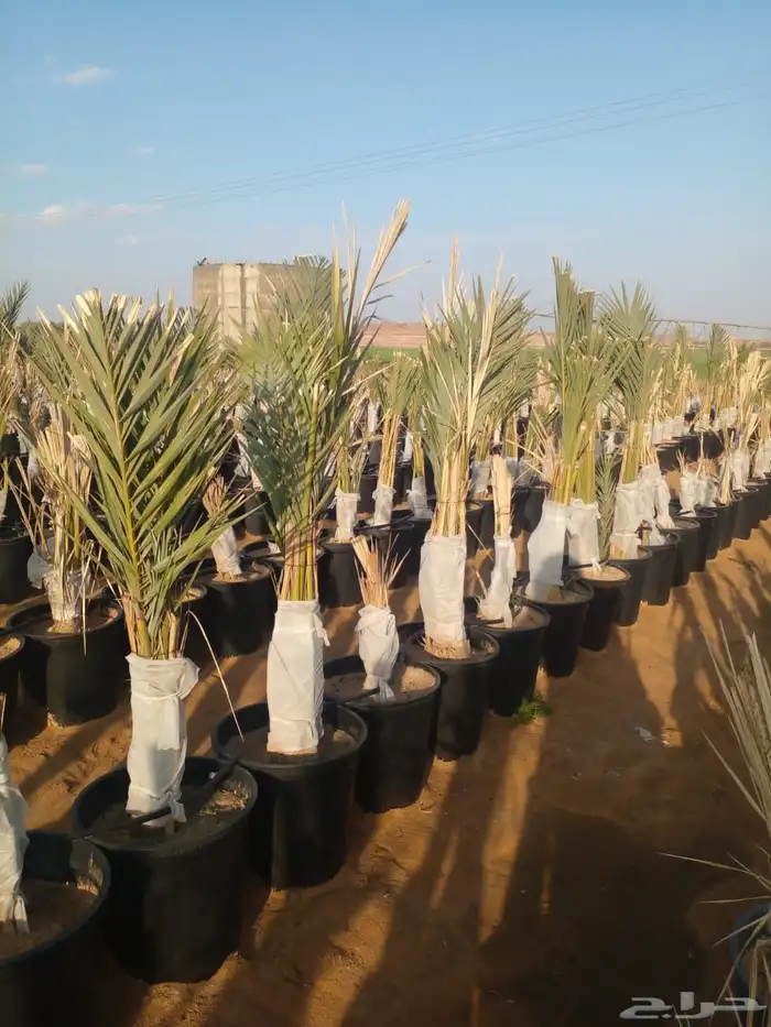 نخل للبيع 14