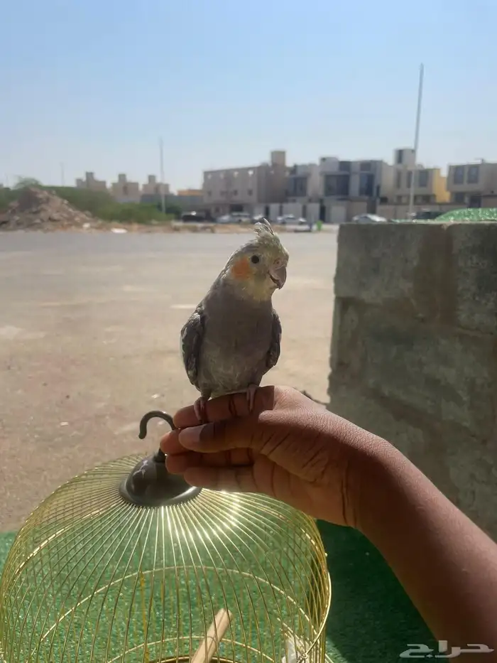 ببغاء كروان هرب 1