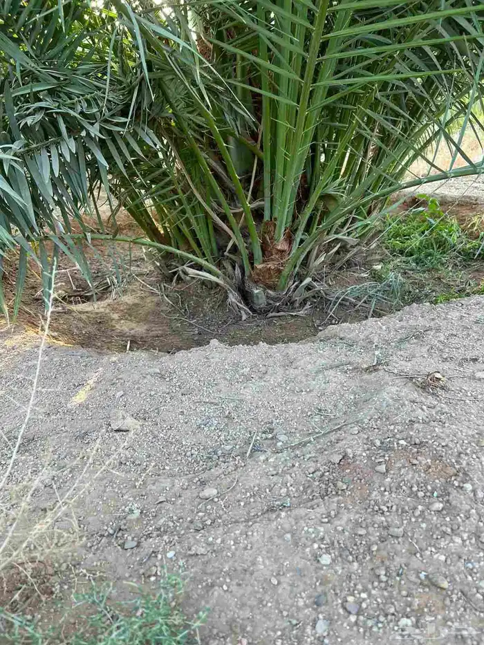 يوجد فروخ سكري طيبه جدا  ونظيفه وحاجه مضمونه 4