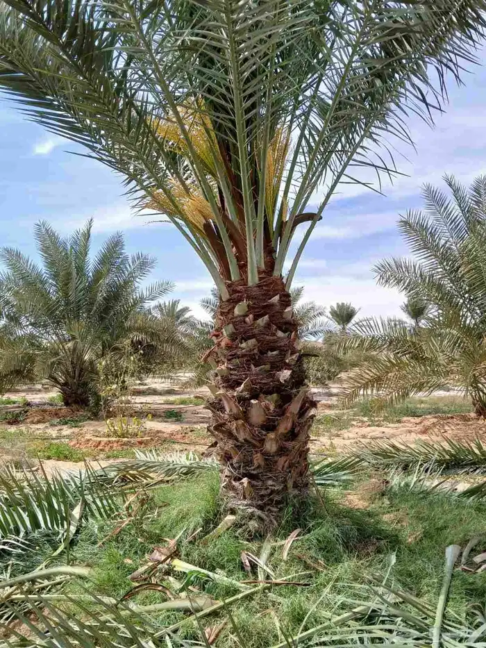 النخل للبيع 9