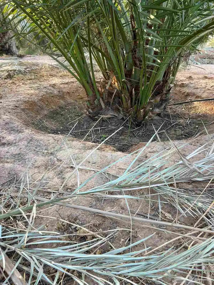 يوجد فروخ سكري طيبه جدا  ونظيفه وحاجه مضمونه 5