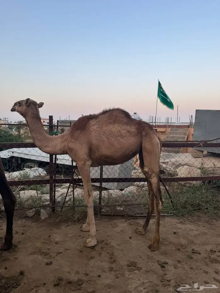 الابل 10