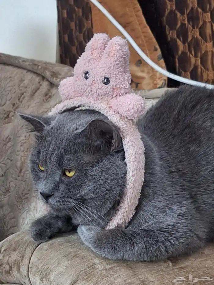 قط بريطاني للبيع ب800 العمر سنه و3 شهور فئ الاحساء 7