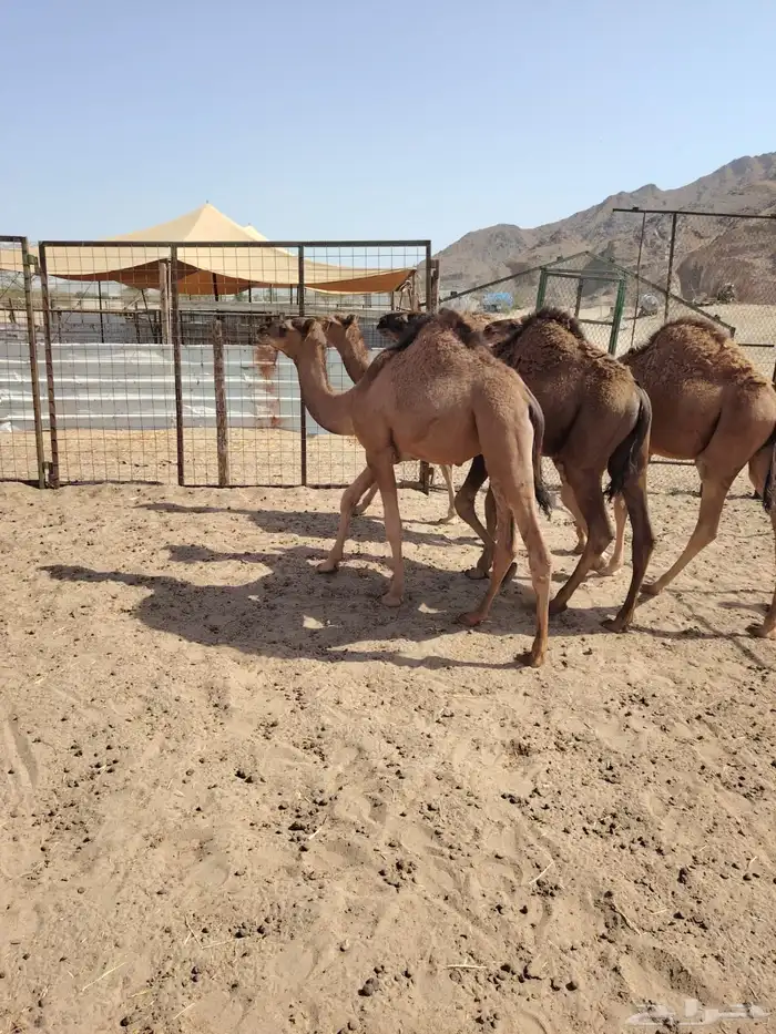 قعدان 7