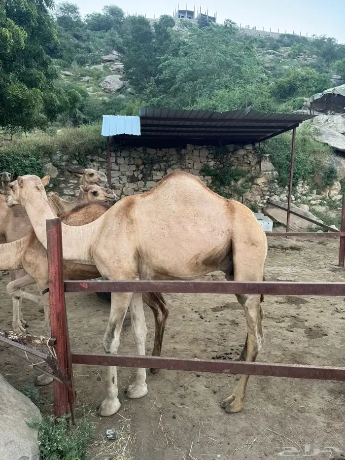 الابل 5