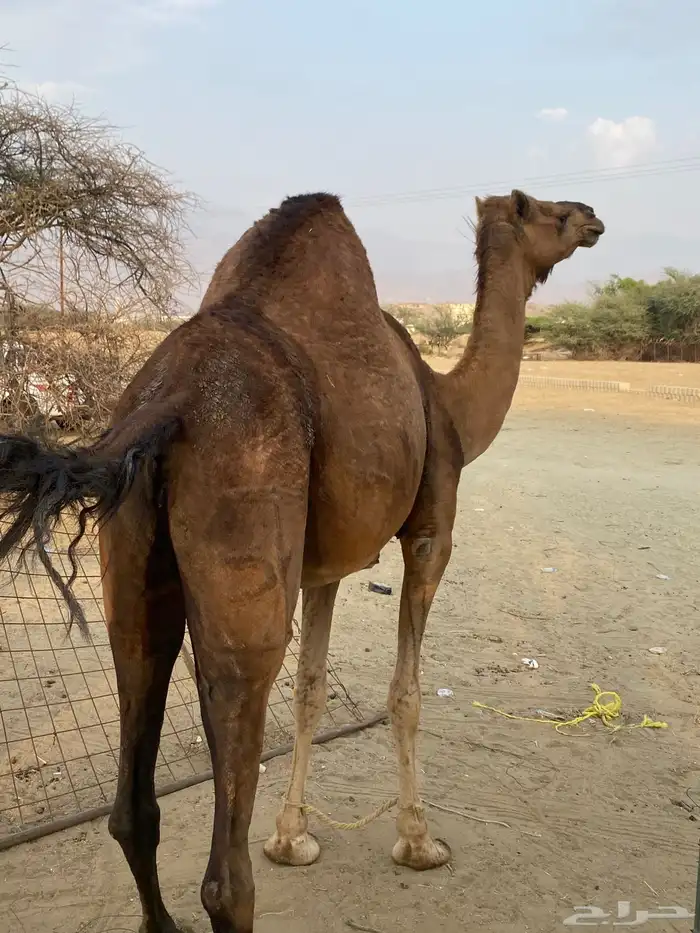 ناقه للبيع لقحه 1