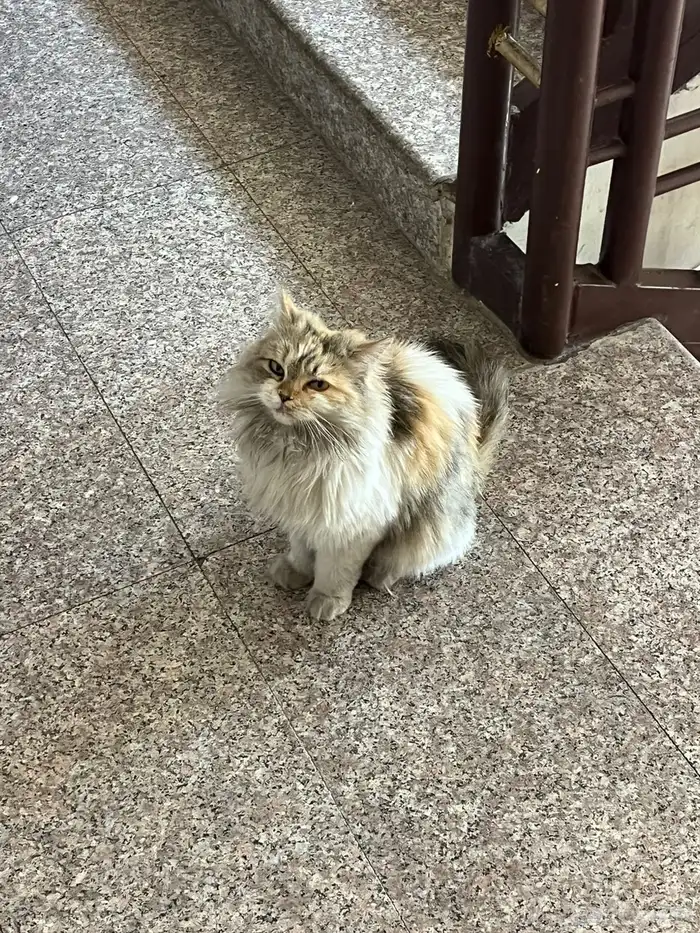 بسه 0