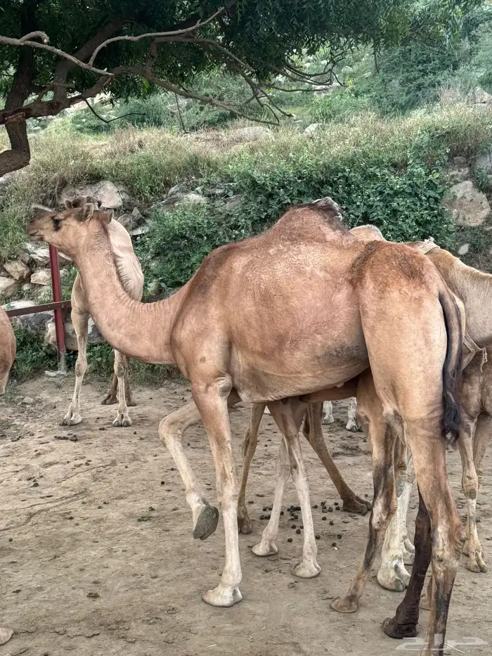 الابل 1