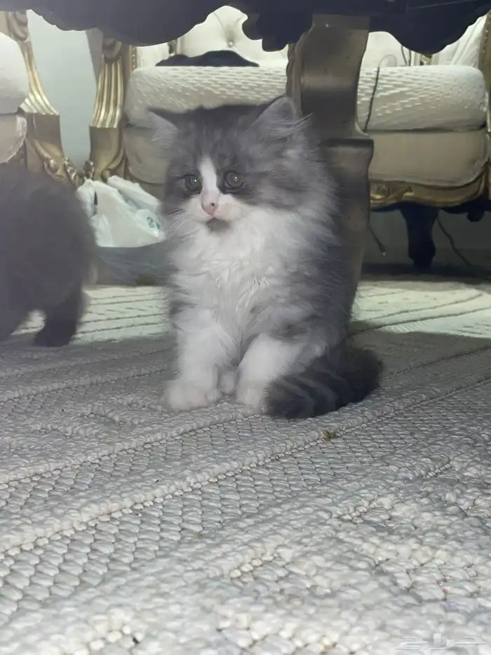 قطط للبيع 3
