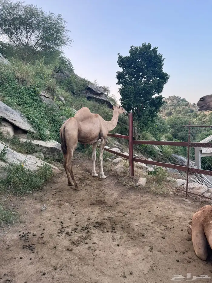 الابل 9