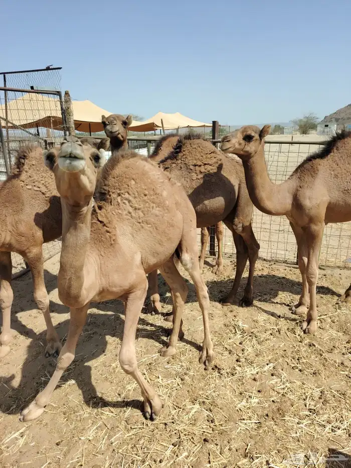 قعدان 1