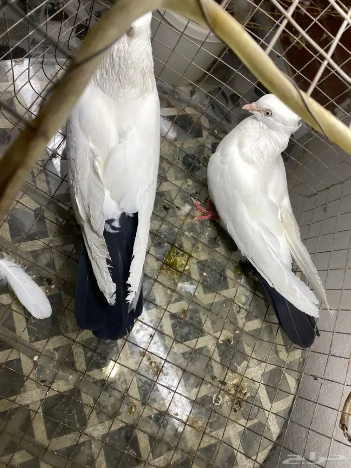 جوز ايراني مستوا فاخر دامبي 3