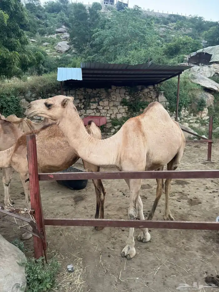 الابل 7