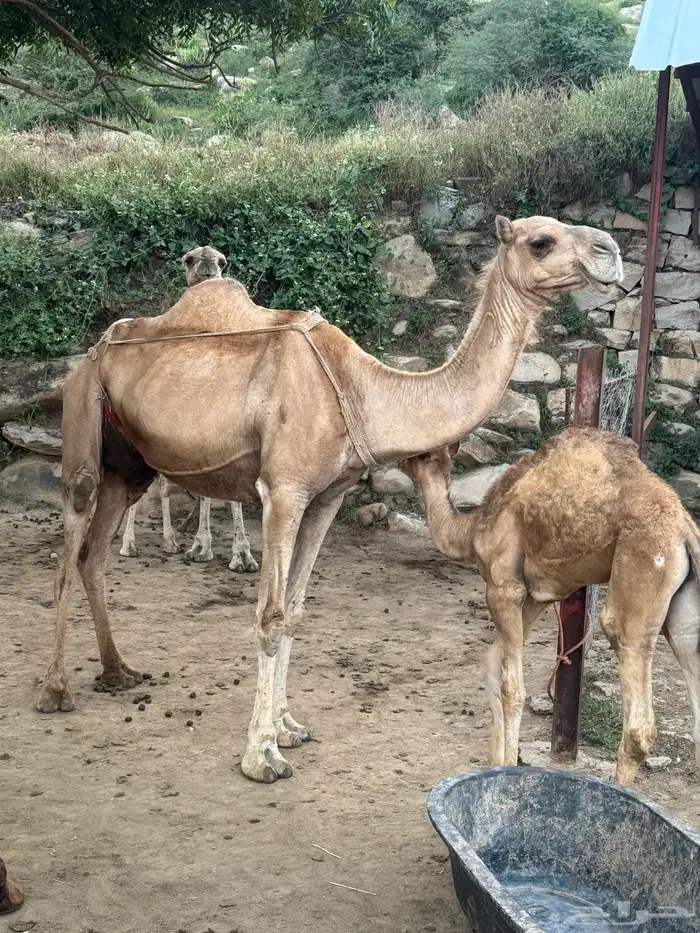الابل 4