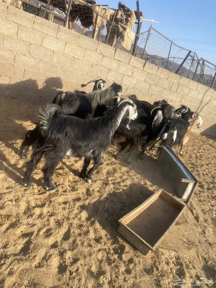 معزاء دفيع 2