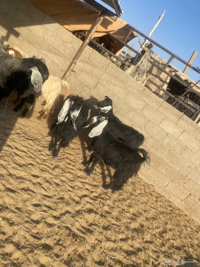 معزاء دفيع 5