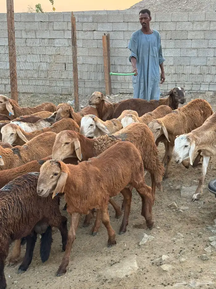 سواكني حمري وشقر 3