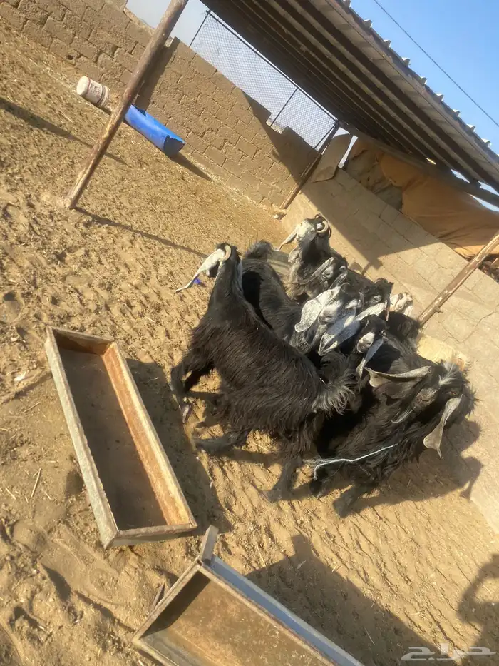 معزاء دفيع 3