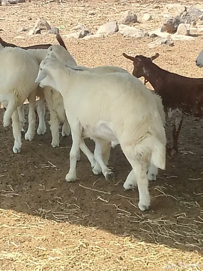 خروف مشروع فحل 2