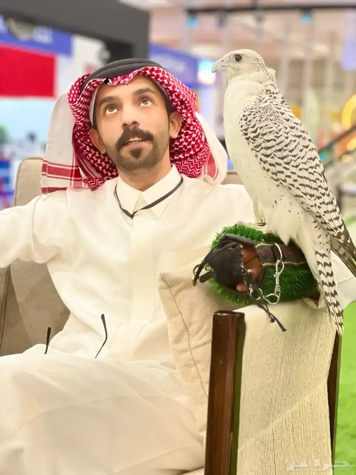 تأجير صقر طير جير 6