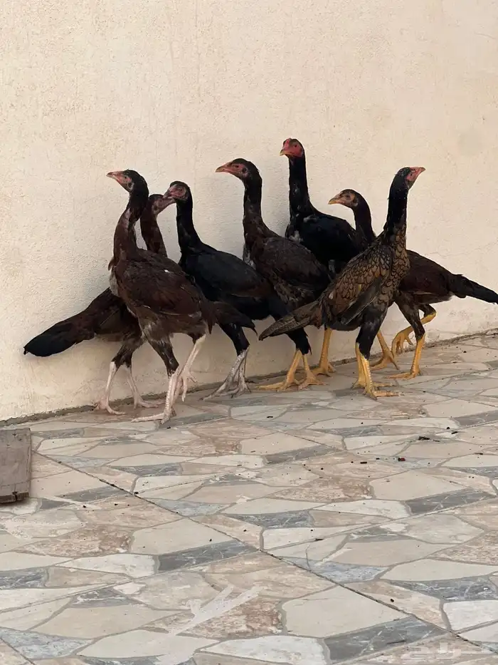 براهما وباكستاني 3