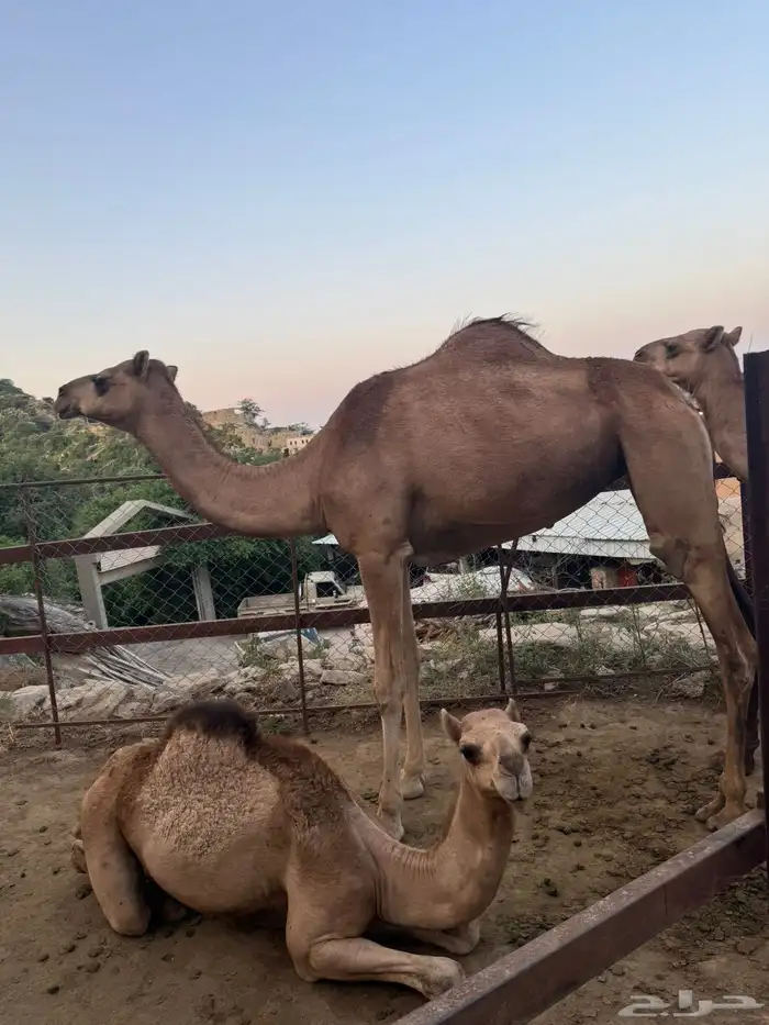 الابل 2