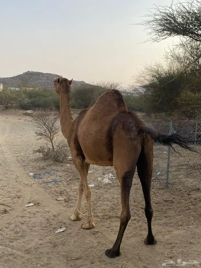 ناقه للبيع لقحه 3