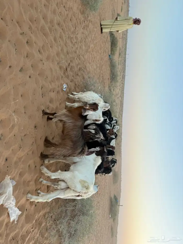 للبيع معزاء 1