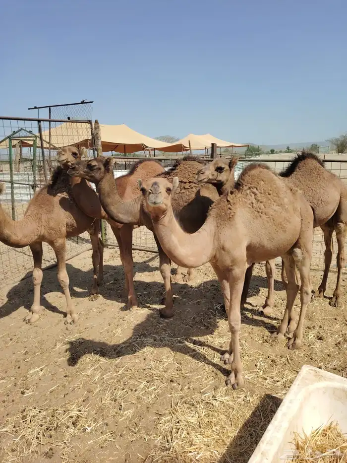 قعدان 0