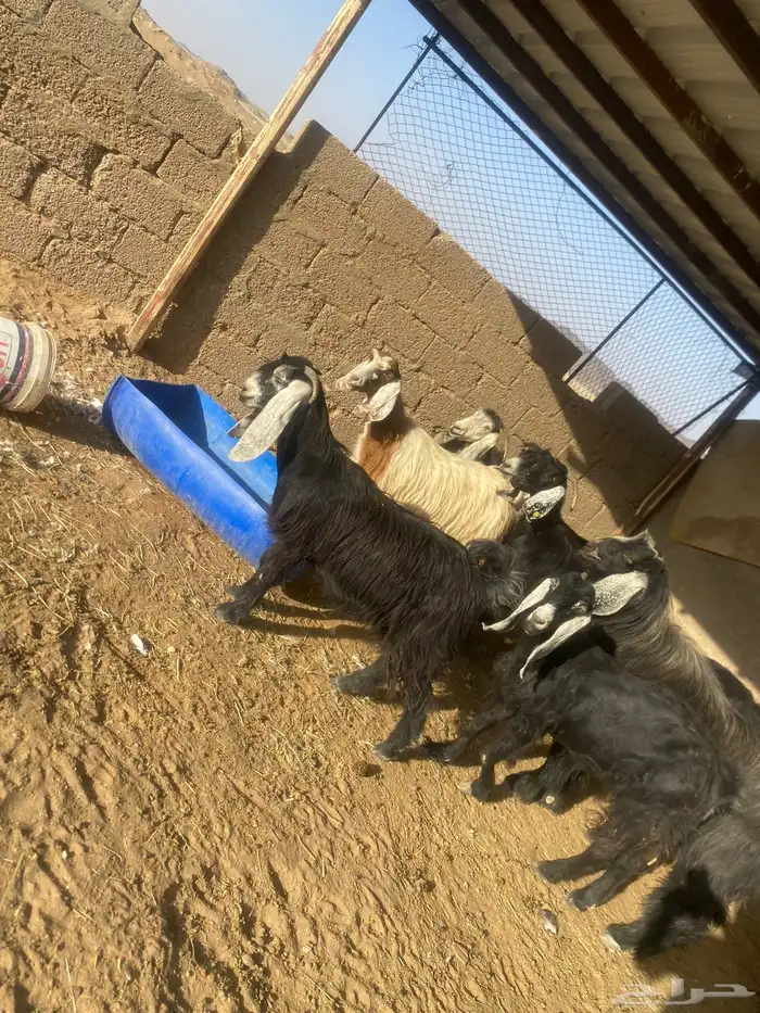 معزاء دفيع 4