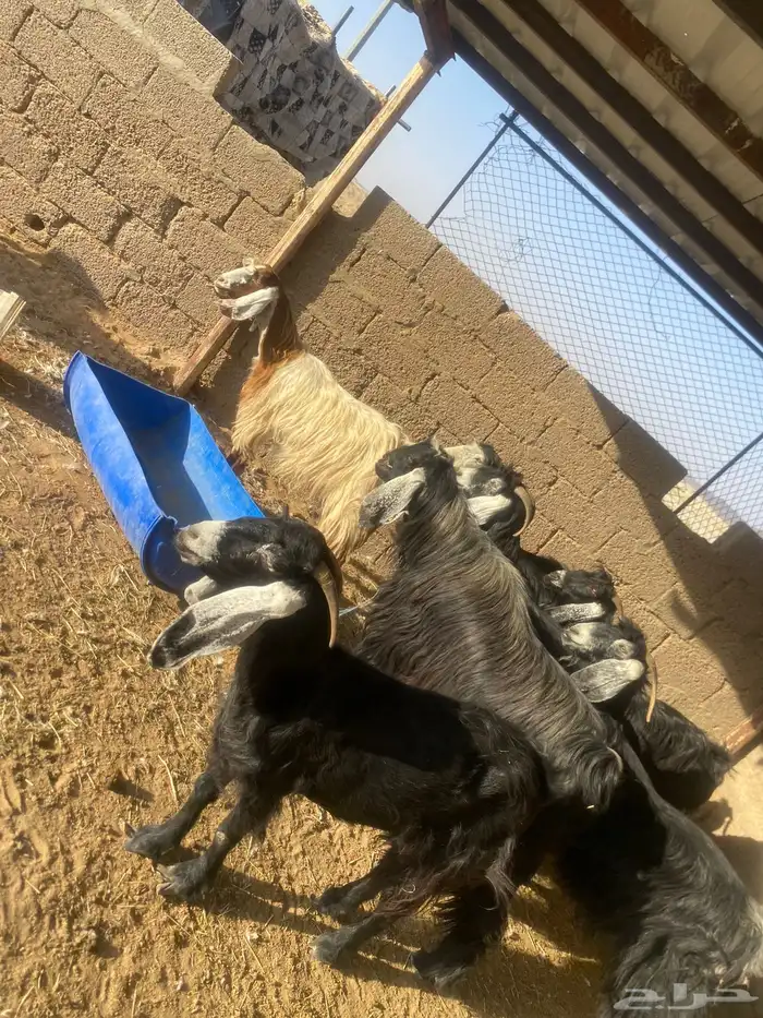 معزاء دفيع 0