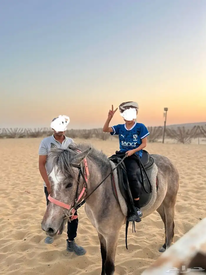 بوني فحل 0