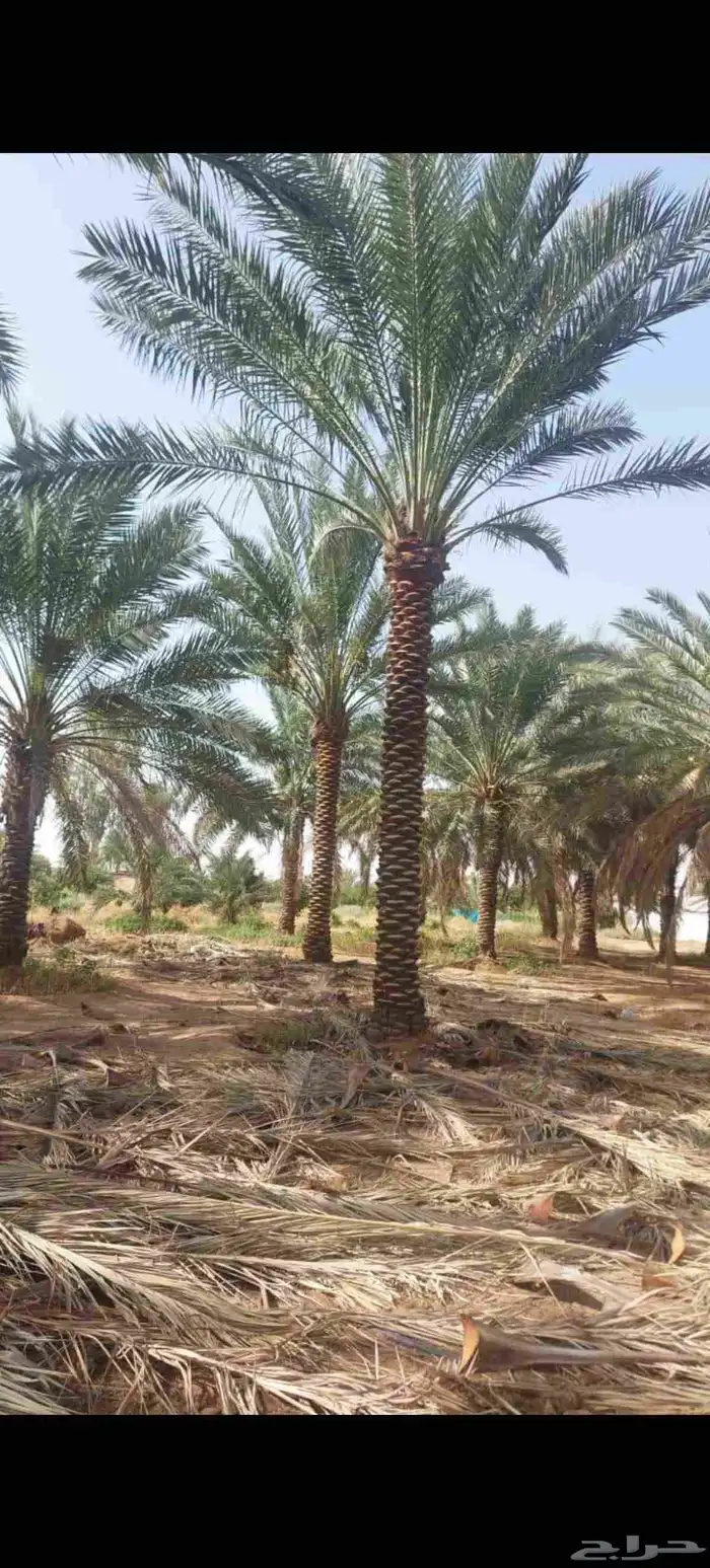 نخل عربي مثمر للبيع 5