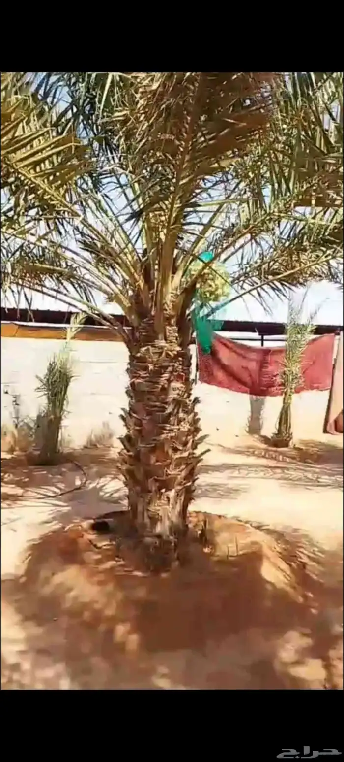 نخل عربي مثمر للبيع 1