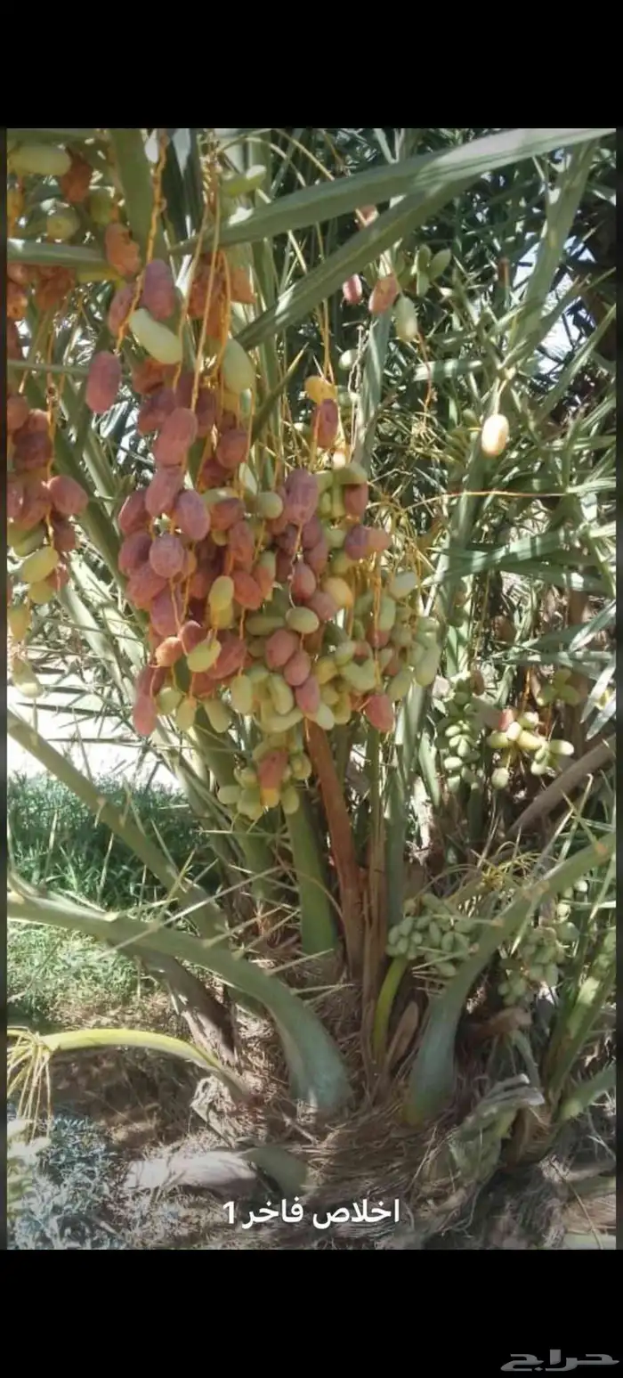 نخل عربي مثمر للبيع 6