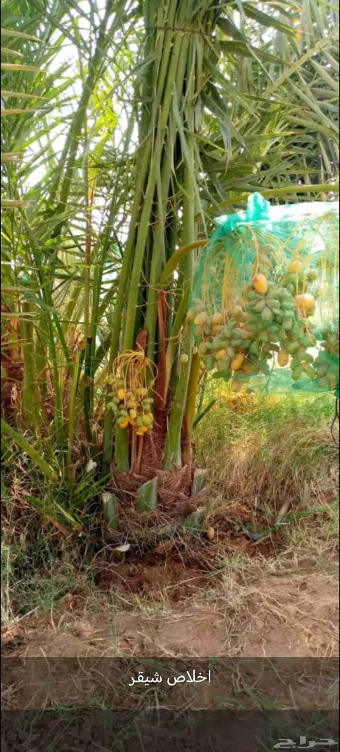 نخل عربي مثمر للبيع 7