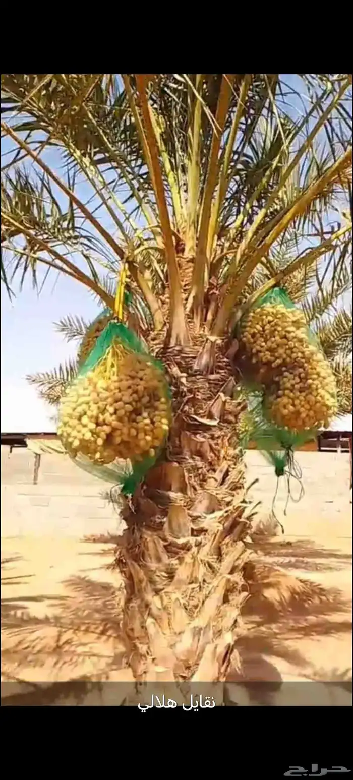 نخل عربي مثمر للبيع 0