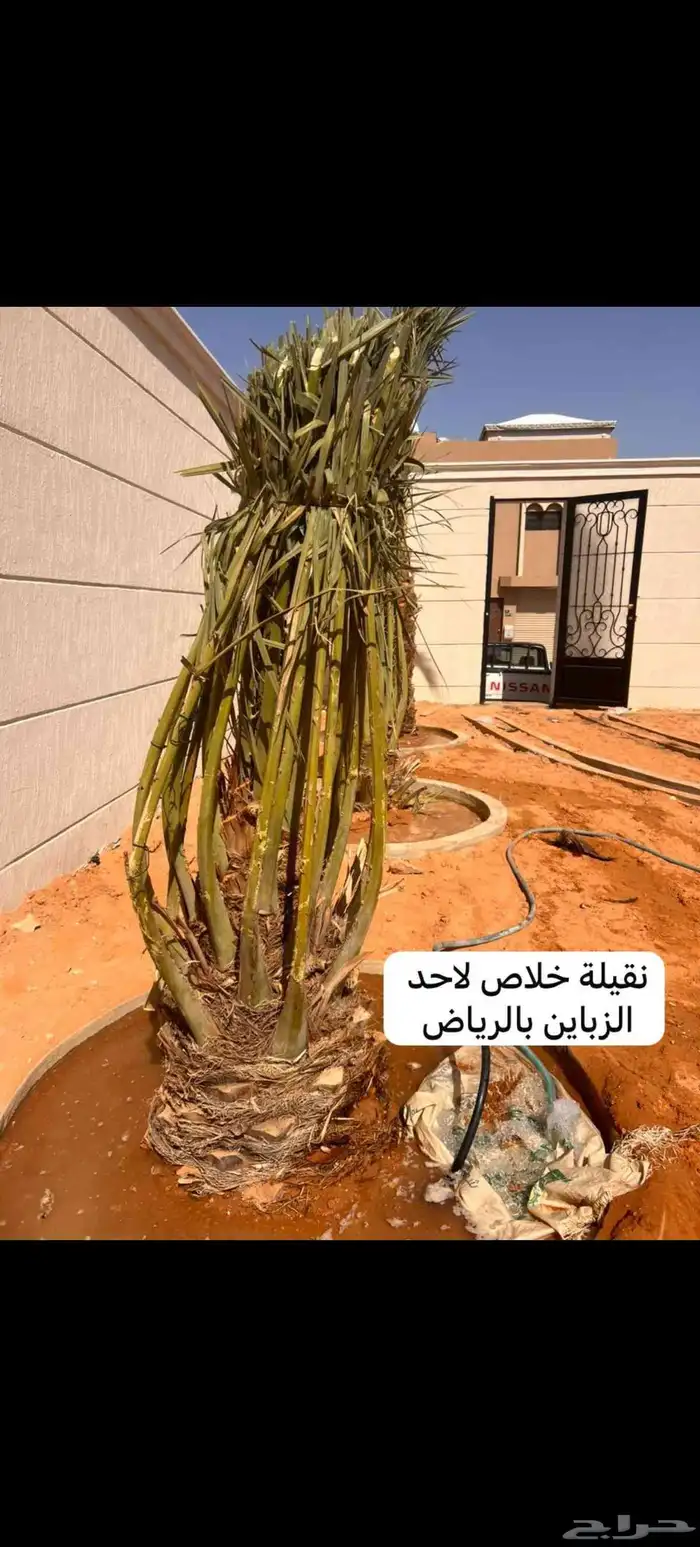 نخل عربي مثمر للبيع 3