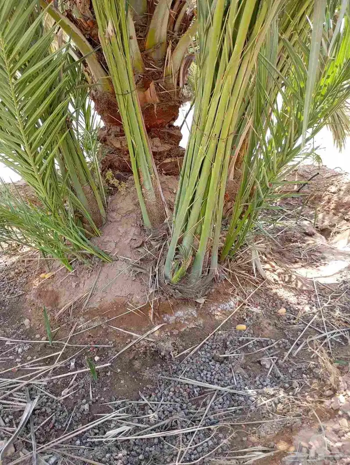 يوجد لدينا جميع النواع فسايل النخل العربي والجثايث 4
